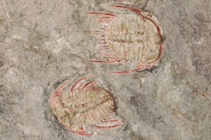 Two Colorful Kettneraspis Trilobite - Timrzit , Morocco #270567